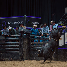 LivestockX visual identity and platform