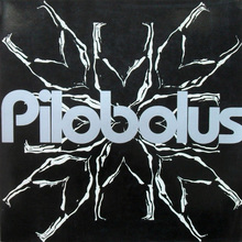 <cite>Pilobolus</cite>