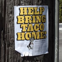 “Help bring Taco home!” flyer