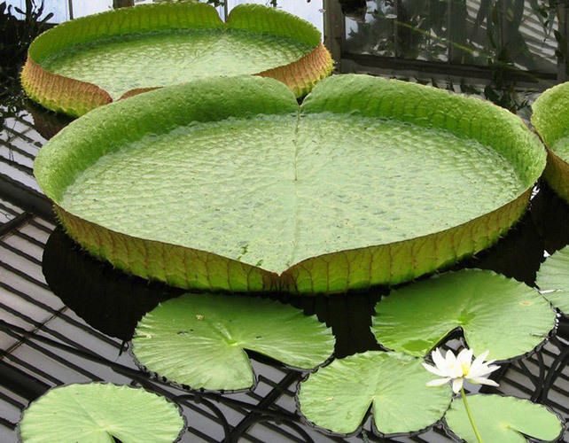 Botanical Garden, University of Coimbra 1