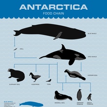 Antarctica poster series