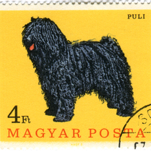 Hungary Postage Stamps: Dogs (ca. 1967)