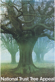 National Trust Tree Appeal poster