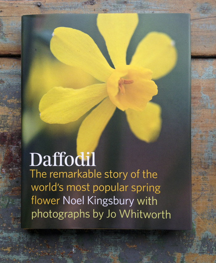 Daffodil by Noel Kingsbury 1