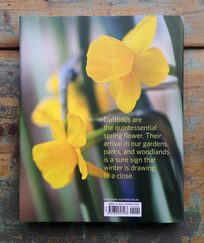 Daffodil by Noel Kingsbury 2