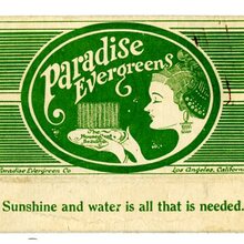 Paradise Evergreens box