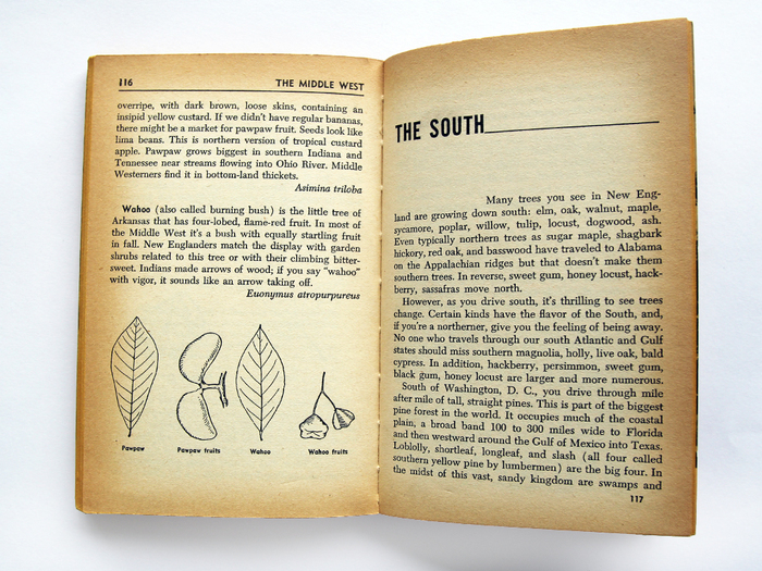 A Pocket Guide to the Trees by Rutherford Platt 3