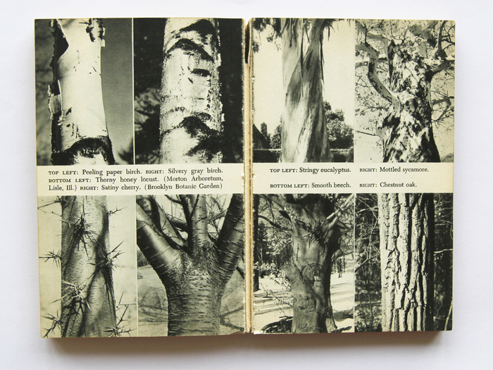 A Pocket Guide to the Trees by Rutherford Platt 5