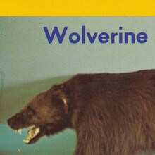 Wolverine Post Card Club postcard