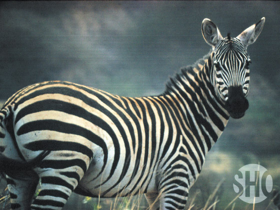 Showtime Networks logo 2