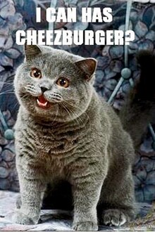 LOLcats internet meme