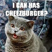 LOLcats internet meme