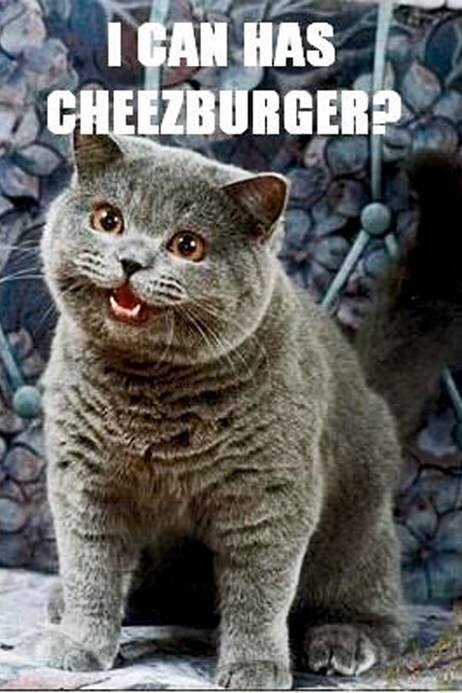 LOLcats internet meme 1