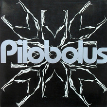<cite>Pilobolus</cite>