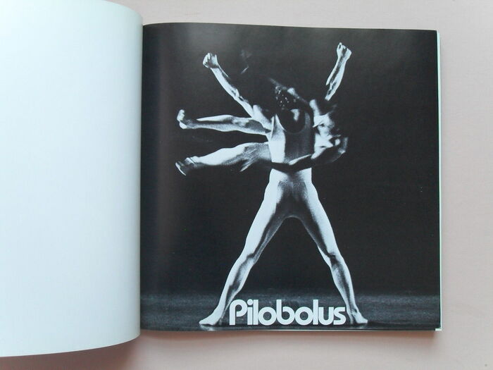 Pilobolus 3