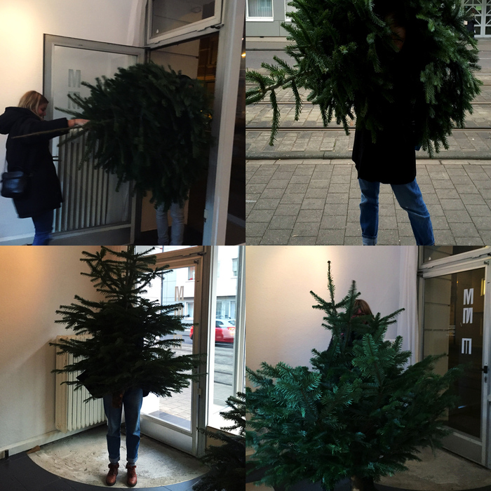 All trees found a new home!