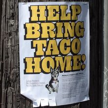 “Help bring Taco home!” flyer
