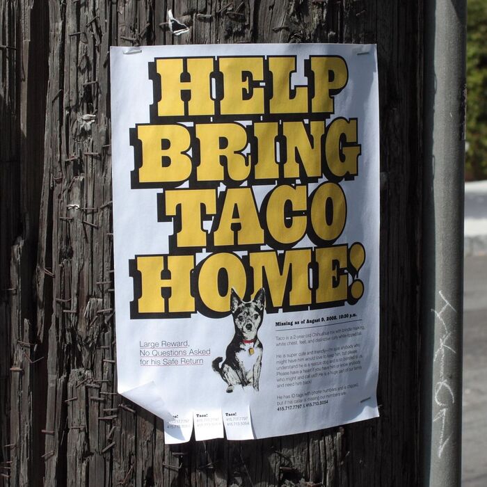 “Help bring Taco home!” flyer 1