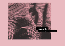 <cite>Muscle</cite>