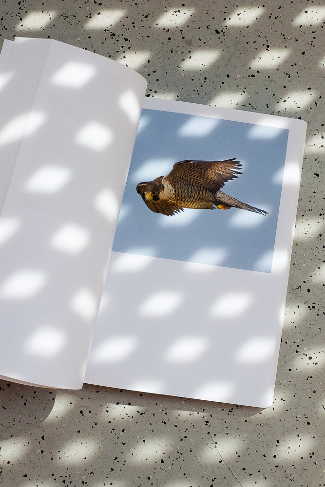 Vögel von unten betrachten 6