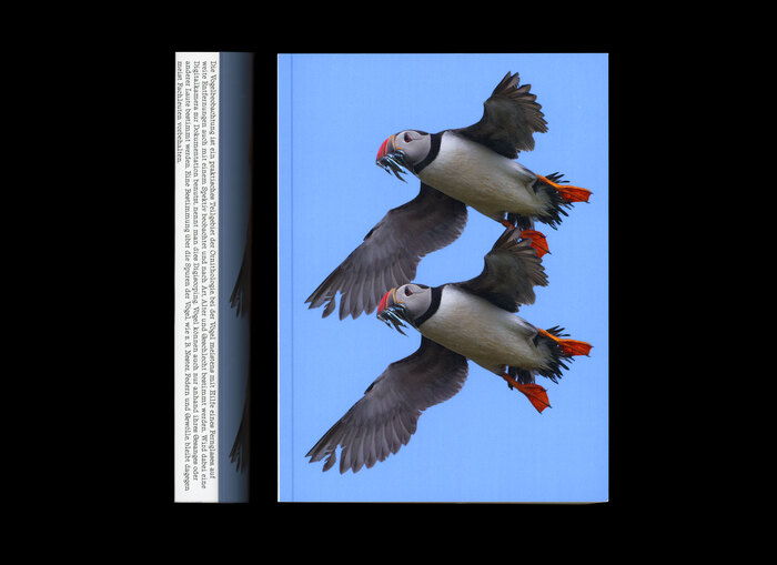 Vögel von unten betrachten 2