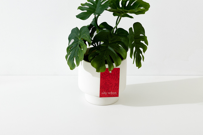 Lily Urban 4