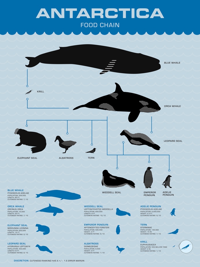 Poster 2 – A food chain including some of the most prominent animals of Antarctica and information about the animals including name, scientific name, population, length/height, and level of cuteness.