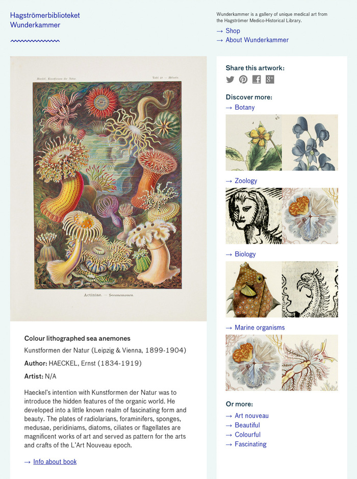 Wunderkammer website 2