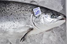 Nordic Blu salmon