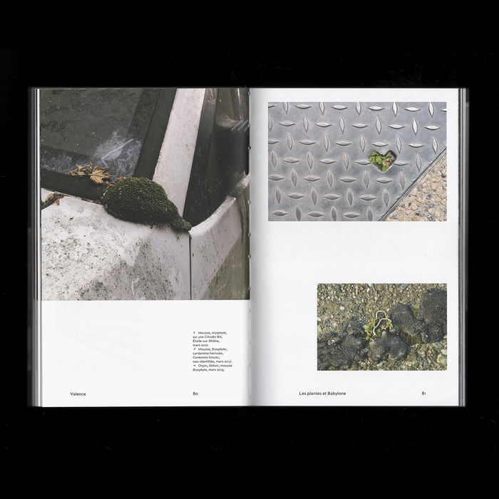 Les plantes et Babylone: Un regard sur les plantes adventices en milieu urbain 6