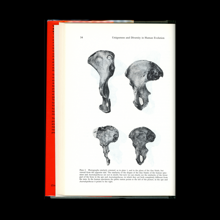 Uniqueness and Diversity in Human Evolution 3