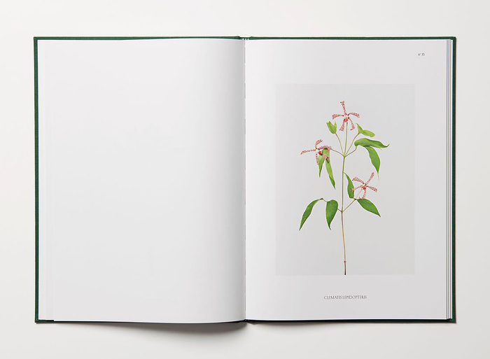 Flora Synthetica by Julie Vallon 4